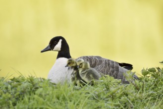 Canada goose (Branta canadensis) with chicks, North Rhine-Westphalia, Germany
