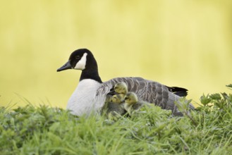 Canada goose (Branta canadensis) with chicks, North Rhine-Westphalia, Germany