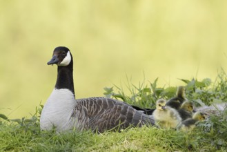 Canada goose (Branta canadensis) with chicks, North Rhine-Westphalia, Germany