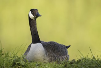 Canada goose (Branta canadensis), North Rhine-Westphalia, Germany