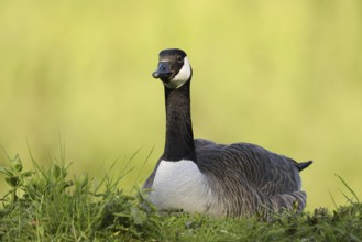 Canada goose (Branta canadensis), North Rhine-Westphalia, Germany