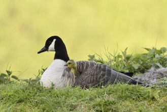 Canada goose (Branta canadensis) with chicks, North Rhine-Westphalia, Germany