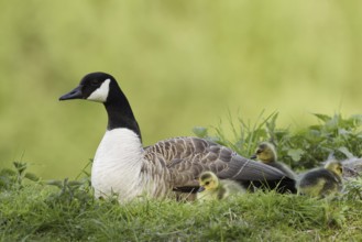 Canada goose (Branta canadensis) with chicks, North Rhine-Westphalia, Germany