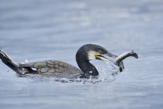 Cormorant (Phalacrocorax carbo) with captured eel (Anguilla anguilla), Netherlands