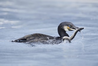 Cormorant (Phalacrocorax carbo) with captured eel (Anguilla anguilla), Netherlands