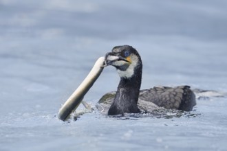 Cormorant (Phalacrocorax carbo) with captured eel (Anguilla anguilla), Netherlands