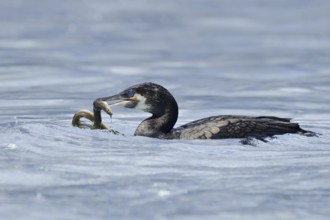 Cormorant (Phalacrocorax carbo) with captured eel (Anguilla anguilla), Netherlands