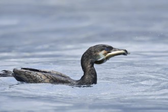 Cormorant (Phalacrocorax carbo) with captured eel (Anguilla anguilla), Netherlands