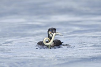 Cormorant (Phalacrocorax carbo) with captured eel (Anguilla anguilla), Netherlands