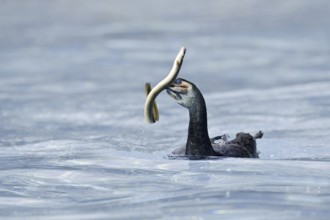 Cormorant (Phalacrocorax carbo) with captured eel (Anguilla anguilla), Netherlands