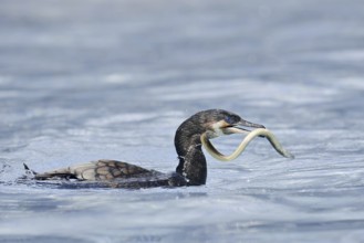 Cormorant (Phalacrocorax carbo) with captured eel (Anguilla anguilla), Netherlands