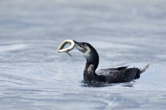 Cormorant (Phalacrocorax carbo) with captured eel (Anguilla anguilla), Netherlands