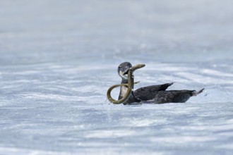 Cormorant (Phalacrocorax carbo) with captured eel (Anguilla anguilla), Netherlands