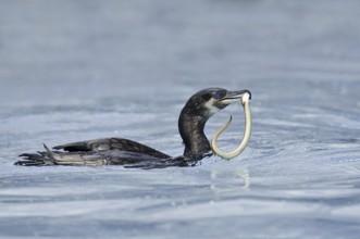 Cormorant (Phalacrocorax carbo) with captured eel (Anguilla anguilla), Netherlands