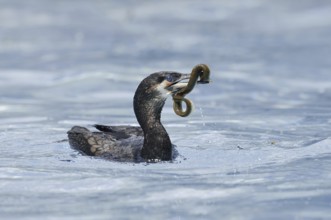 Cormorant (Phalacrocorax carbo) with captured eel (Anguilla anguilla), Netherlands