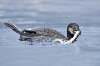 Cormorant (Phalacrocorax carbo) with captured eel (Anguilla anguilla), Netherlands