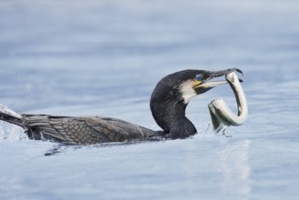 Cormorant (Phalacrocorax carbo) with captured eel (Anguilla anguilla), Netherlands