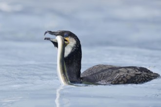 Cormorant (Phalacrocorax carbo) with captured eel (Anguilla anguilla), Netherlands