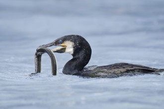Cormorant (Phalacrocorax carbo) with captured eel (Anguilla anguilla), Netherlands