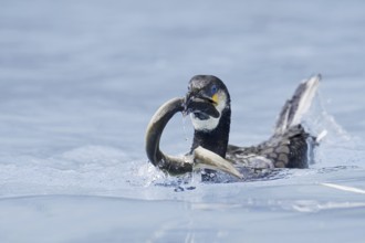 Cormorant (Phalacrocorax carbo) with captured eel (Anguilla anguilla), Netherlands