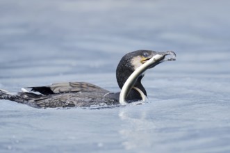 Cormorant (Phalacrocorax carbo) with captured eel (Anguilla anguilla), Netherlands