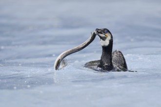 Cormorant (Phalacrocorax carbo) with captured eel (Anguilla anguilla), Netherlands