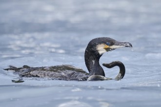 Cormorant (Phalacrocorax carbo) with captured eel (Anguilla anguilla), Netherlands