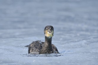 Cormorant (Phalacrocorax carbo) swimming, Netherlands