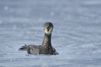 Cormorant (Phalacrocorax carbo) swimming, Netherlands