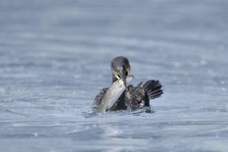 Cormorant (Phalacrocorax carbo) with preyed fish, Netherlands