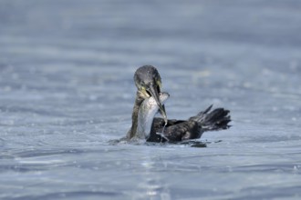 Cormorant (Phalacrocorax carbo) with preyed fish, Netherlands