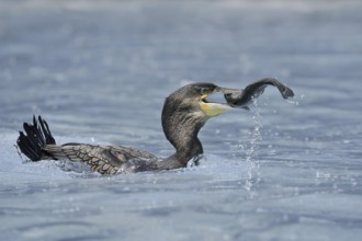 Cormorant (Phalacrocorax carbo) with preyed fish, Netherlands
