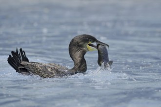 Cormorant (Phalacrocorax carbo) with preyed fish, Netherlands