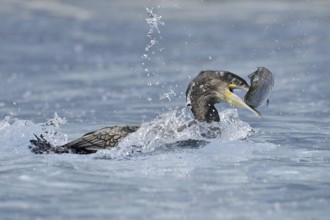 Cormorant (Phalacrocorax carbo) with preyed fish, Netherlands