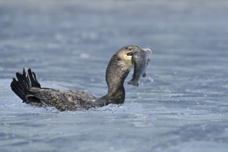 Cormorant (Phalacrocorax carbo) with preyed fish, Netherlands
