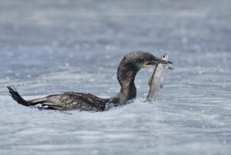 Cormorant (Phalacrocorax carbo) with preyed fish, Netherlands