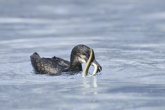 Cormorant (Phalacrocorax carbo) with captured eel (Anguilla anguilla), Netherlands