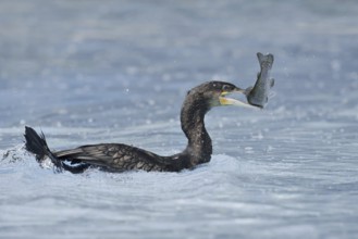 Cormorant (Phalacrocorax carbo) with preyed fish, Netherlands