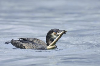 Cormorant (Phalacrocorax carbo) with captured eel (Anguilla anguilla), Netherlands
