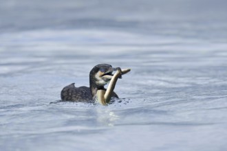 Cormorant (Phalacrocorax carbo) with captured eel (Anguilla anguilla), Netherlands