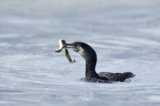 Cormorant (Phalacrocorax carbo) with captured eel (Anguilla anguilla), Netherlands