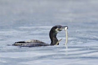 Cormorant (Phalacrocorax carbo) with captured eel (Anguilla anguilla), Netherlands