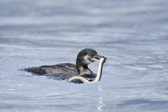 Cormorant (Phalacrocorax carbo) with captured eel (Anguilla anguilla), Netherlands