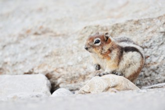 Golden mantle gopher (Callospermophilus lateralis, Spermophilus lateralis), Jasper National Park,