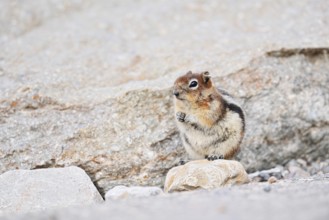 Golden mantle gopher (Callospermophilus lateralis, Spermophilus lateralis), Jasper National Park,