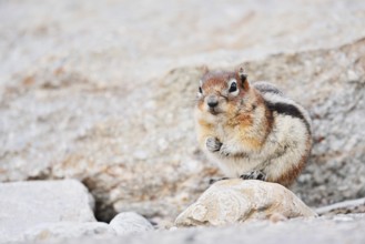 Golden mantle gopher (Callospermophilus lateralis, Spermophilus lateralis), Jasper National Park,