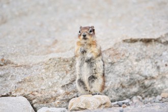 Golden mantle gopher (Callospermophilus lateralis, Spermophilus lateralis) standing upright on a