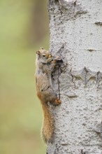 American red squirrel (Tamiasciurus hudsonicus) on a tree trunk, Jasper National Park, Alberta,