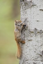 American red squirrel (Tamiasciurus hudsonicus) on a tree trunk, Jasper National Park, Alberta,