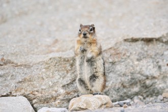 Golden mantle gopher (Callospermophilus lateralis, Spermophilus lateralis) standing upright on a